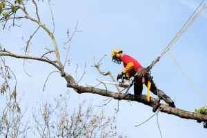 Tree Trimming and Pruning 300x200 - Services