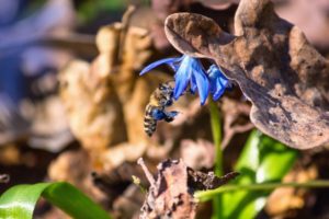 Trees and Bees 300x200 - Top 5 Southern Trees for Pollinators