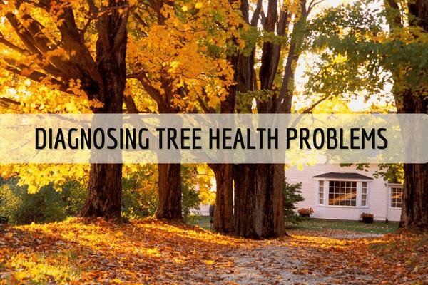 Diagnosing Tree Health Problems - How to Diagnose Common Tree Health Problems