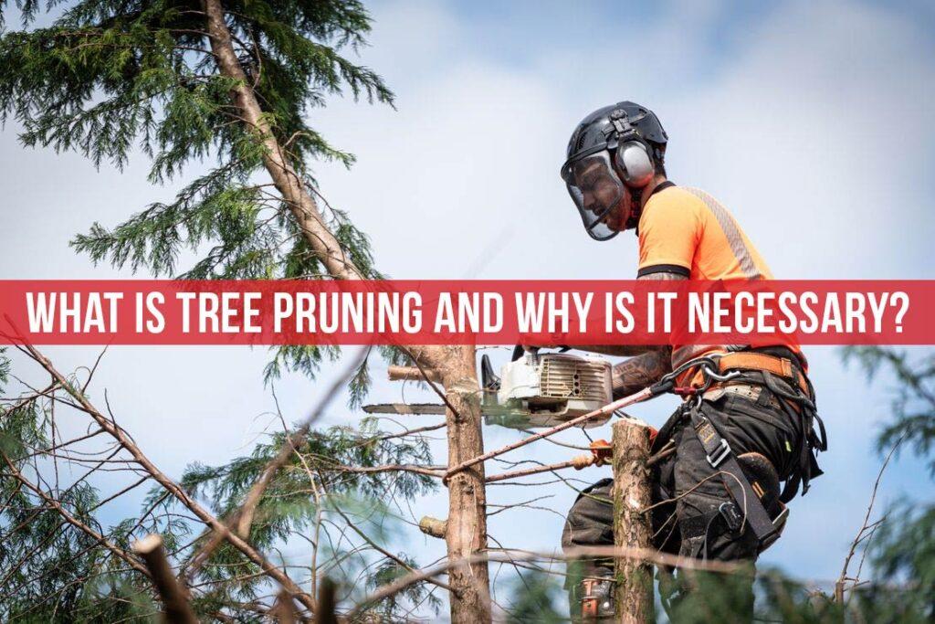 What is tree pruning and why is it necessary 1024x683 - What is tree pruning and why is it necessary?