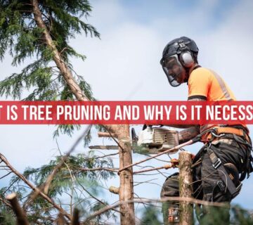 What is Tomahawk Emergency Tree Service and why is tree pruning necessary?