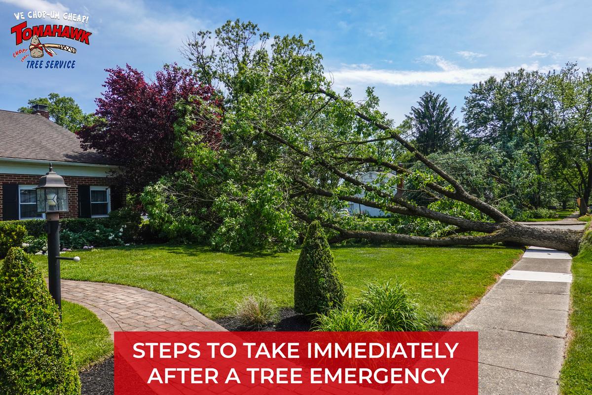 Steps to Take After a Tree Emergency - Steps to Take Immediately After a Tree Emergency