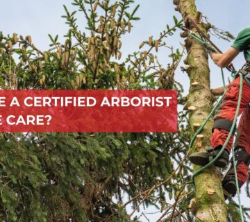 Why hire Tomahawk Emergency Tree Service for certified arborist tree care?